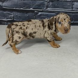 Girl 1 - Chocolate and tan female Dachshund puppy in Brunswick, Georgia from Newbern's Nuggets