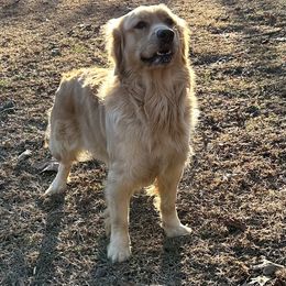 Gracie - Golden Retriever
