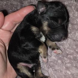 Alister - Black and silver male Miniature Schnauzer puppy in Graham, Washington from Kristy's French Bulldogs & Mini Schnauzers