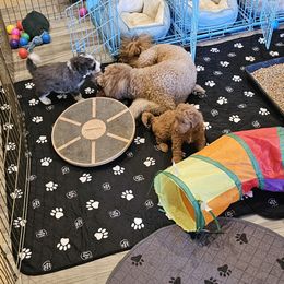 Aussiedoodle and Double Doodle Puppies from Parrish Precious Ones Texas