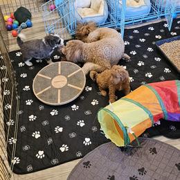 Aussiedoodle and Double Doodle Puppies from Parrish Precious Ones Texas