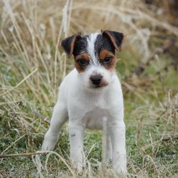 Bruh - Tri-color male Jack Russell Terrier puppy in Yakima County, Washington from Saddle Rock Kennels