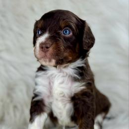 RTM5 - Red tri-color male Aussiedoodle puppy in Prague, Oklahoma from Classic K9’s  Aussies & Doodles