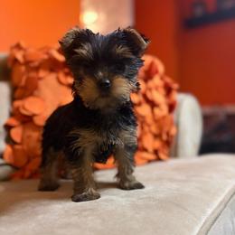 Sky - Black and tan female Yorkshire Terrier puppy in Downingtown, Pennsylvania from Superior Family Kennels