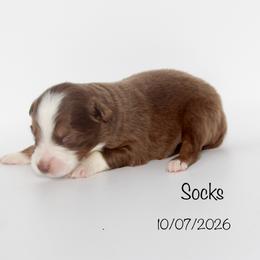 Boy 4 (Socks) - Red tri-color male Australian Shepherd puppy in Brooker, Florida from 🐾 The Great Bambino SunState Aussies!