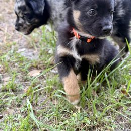 Miniature Australian Shepherd Puppies from Peace Creek Aussies