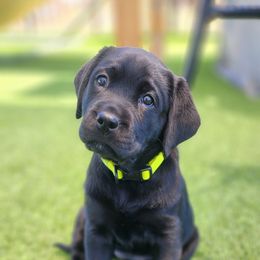 Labrador Retriever Puppies from Steele Caliber Retrievers