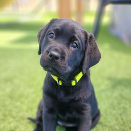 Labrador Retriever Puppies from Steele Caliber Retrievers