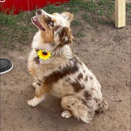 Maggie Mae - Miniature Australian Shepherd