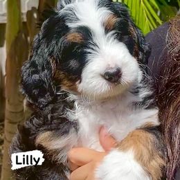 Bernedoodle Puppies from Lolli’s Bernedoodles