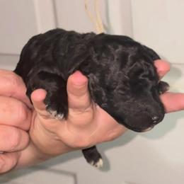 Cayenne - Black female Poodle puppy in Calhoun, Georgia from Johnson Kennels