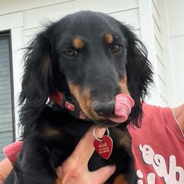 Boots - Dachshund