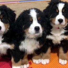 Bernese Mountain Dogs from Willow Wood Bernese
