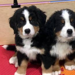 Bernese Mountain Dogs from Willow Wood Bernese