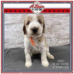 Ernie - Parti male Goldendoodle puppy in North Conway, New Hampshire from Arbor Grace Doodles