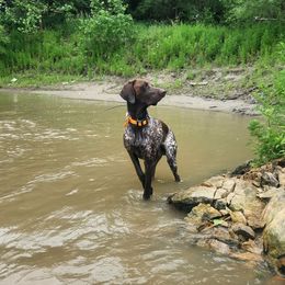 Glacier - German Shorthaired Pointer