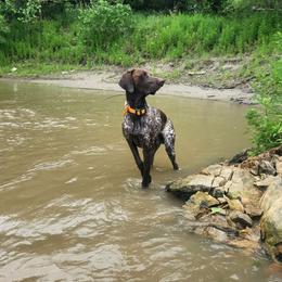 Glacier - German Shorthaired Pointer