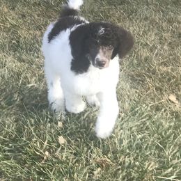Poodle Puppies from 406 Poodles