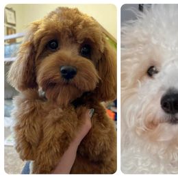 Cavapoo puppies from Diamond Companions