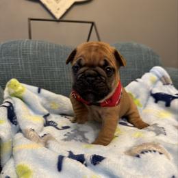 Teddy Jr - Fawn male French Bulldog puppy in Girard, Kansas from Frenchie Kingdom