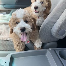 Bernedoodle and Cavapoo Puppies from Wonderful World Doodles