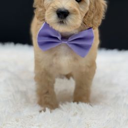 Purple Collar Boy - Apricot male Goldendoodle puppy in Bigfork, Minnesota from Timber Rock Doodles