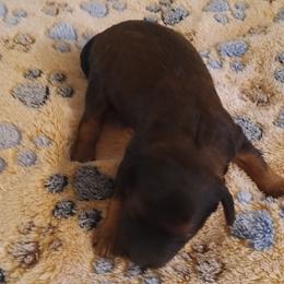 Girl two - Chocolate female Cavapoo puppy in East Providence, Rhode Island from Marta's Cavaliers