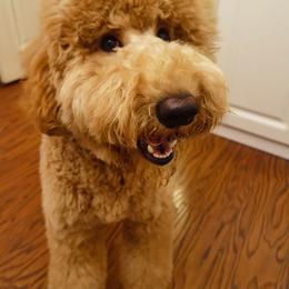 Bella - Poodle