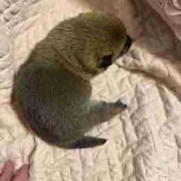 Scout - Red male Shiba Inu puppy in Tamarac, Florida from The Queen of Shibas