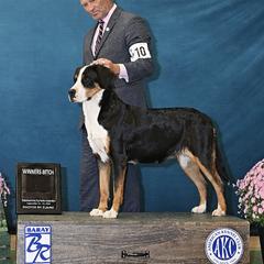 Tula - Greater Swiss Mountain Dog