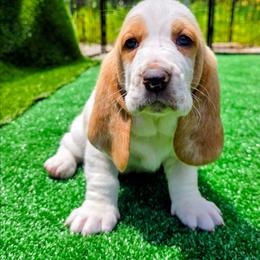 Daphne 3500 - Lemon and white female Basset Hound puppy in Big Rapids, Michigan from Basket Hound Bassets