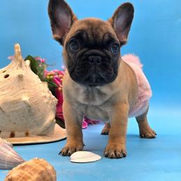 Foofa - Fawn female French Bulldog puppy in Wisconsin from Shameless Bulldogs LLC