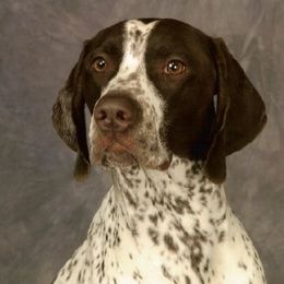 German Shorthaired Pointers from Stelor