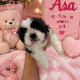 Girl 1 - Black and white female Shih Tzu puppy in Augusta, Maine from Zulas Shih Tzu of Maine