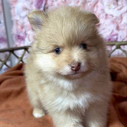 Orange merle baby boy - Orange male Pomeranian puppy in Newport News, Virginia from Nel’s designer Pomeranians