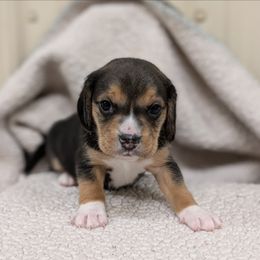 Girl 2 - Black tan and white female Beagle puppy in Baltimore, Maryland from Country Acres Farm