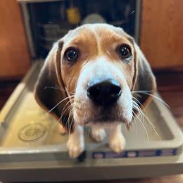 Beagle Puppies from Beech Grove Beagles