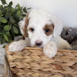 Girl 1 - female Goldendoodle puppy in Lehi, Utah from Riley's Red Doodles