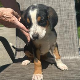 Black Boy - Black, white and red male Greater Swiss Mountain Dog puppy in Lower Burrell, Pennsylvania from Polyanna’s GSMD