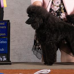 Poodles from Johnson’s Wine Country Poodles