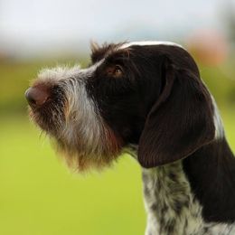 Tallulah - German Wirehaired Pointer