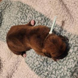 LIGHT BLUE COLLAR- Brindle Black Mask - Brindle female Boxer puppy in Gloucester, Virginia from Keen Boxers