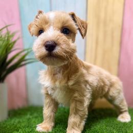 Sully - Wheaten male Miniature Schnauzer puppy in Lufkin, Texas from C&K’s Schnauzer House