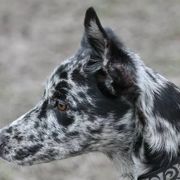 Border Collies, Sporty Mixes, Staffordshire Bull Terriers, and Whippets from Painted Stars Farm