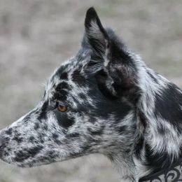 Border Collies, Sporty Mixes, Staffordshire Bull Terriers, and Whippets from Painted Stars Farm