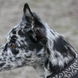 Border Collies, Sporty Mixes, Staffordshire Bull Terriers, and Whippets from Painted Stars Farm