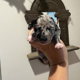 Boy 1 - Dapple male Dachshund puppy in Columbiana, Alabama from Tonya's Dachshunds