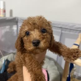 Sydney - Red female Cavapoo puppy in Fort Worth, Texas from Aloha Paradise Poodles LLC
