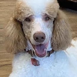 Goldendoodles and Golden Retrievers from Polk Pups