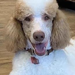 Goldendoodles and Golden Retrievers from Polk Pups